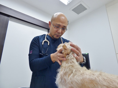 求人情報　ひがし夜間救急動物医療センターの画像004